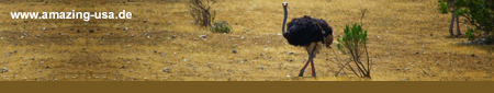 Vogel Strauß - Afrika