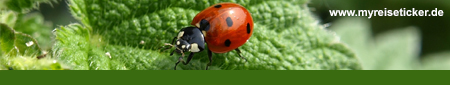Ladybug - Good Luck!